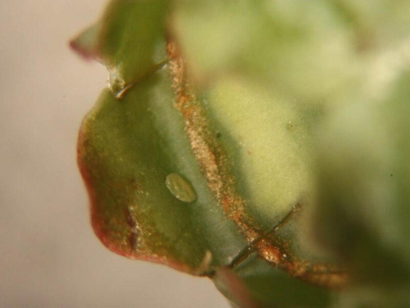 Caterpillars – Fruit Feeding