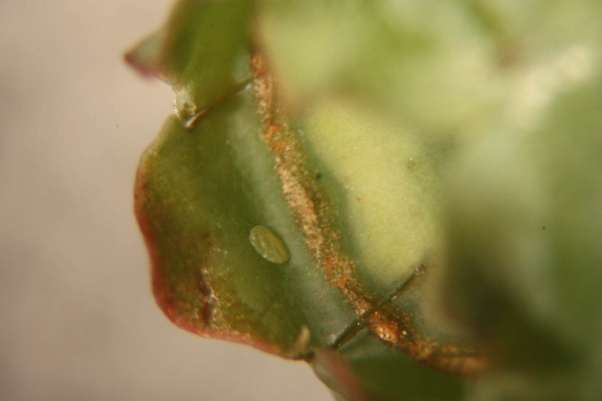 Caterpillars – Fruit Feeding
