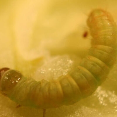 Cranberry Fruitworm — Caterpillars – Fruit Feeding