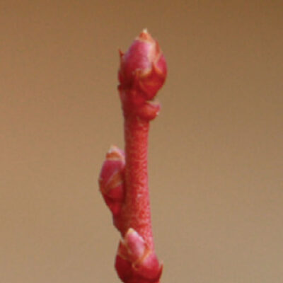 Dormancy — Dormancy