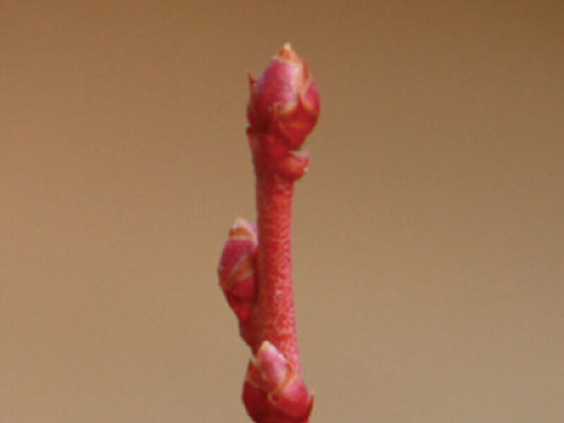Dormancy