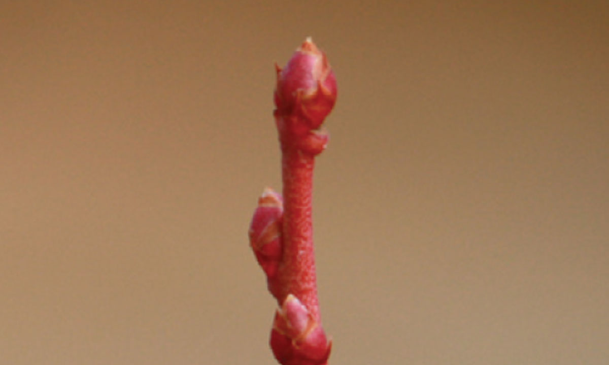 Dormancy