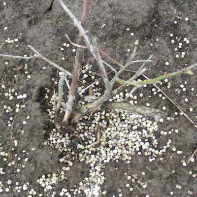 Fertilizer Burn — Fertilizer burn