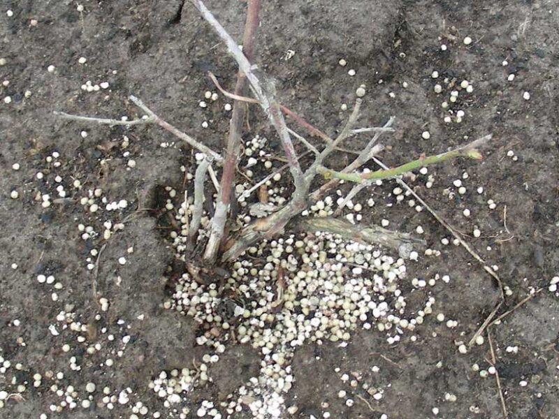 Fertilizer burn
