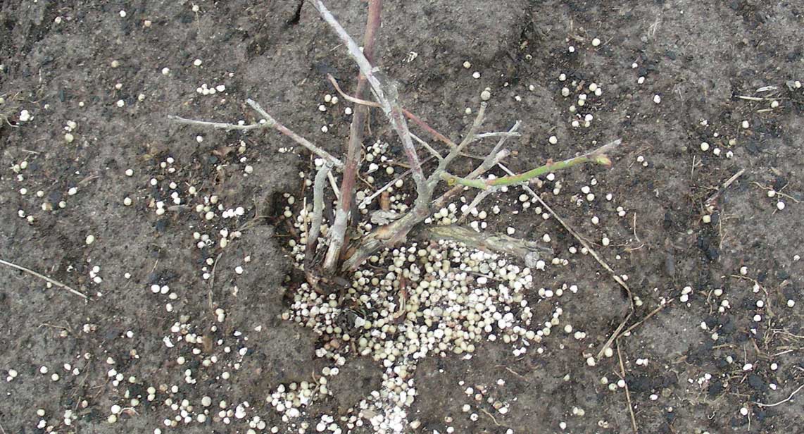 Fertilizer burn