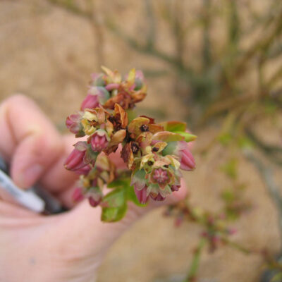 Spring Frost Injury — Spring Frost Injury