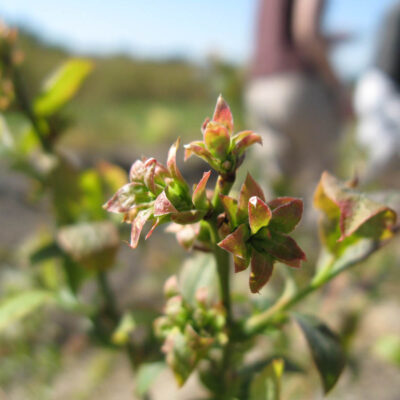 Spring Injury Vegetative — Spring Frost Injury