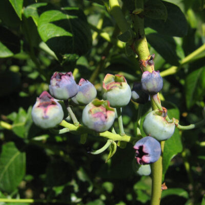 Premature Fruit Drop — Premature Fruit Drop