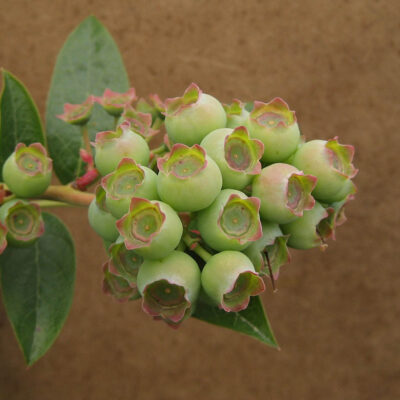 Green Berry — Green Berry