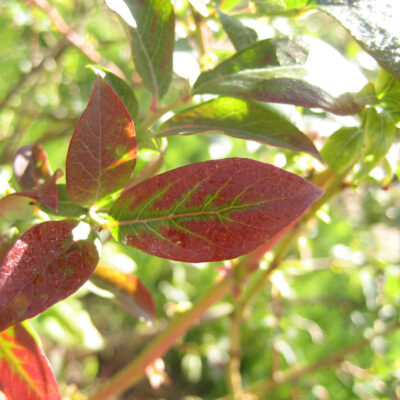 Magnesium Deficiency — Magnesium Deficiency