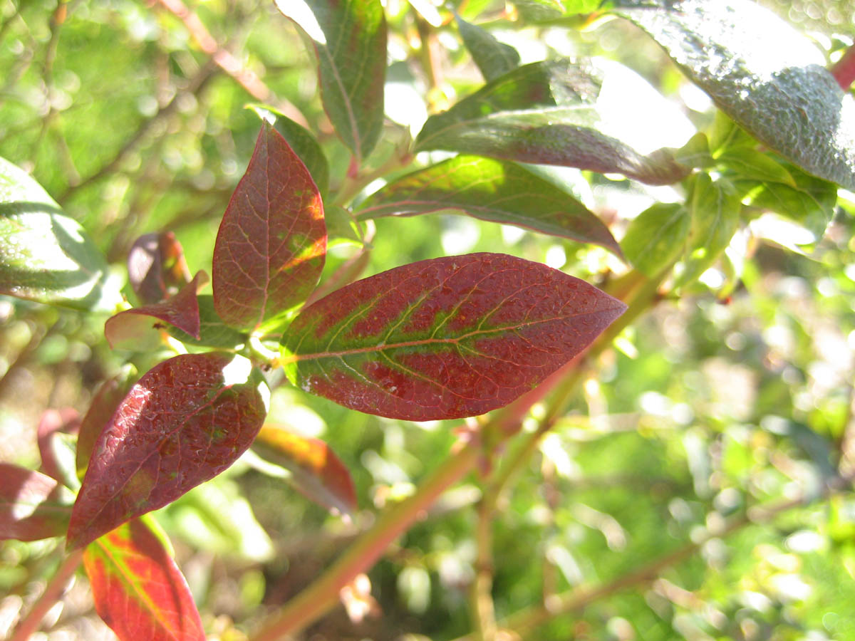 Magnesium Deficiency