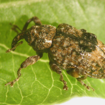 Plum Curculio — Plum Curculio