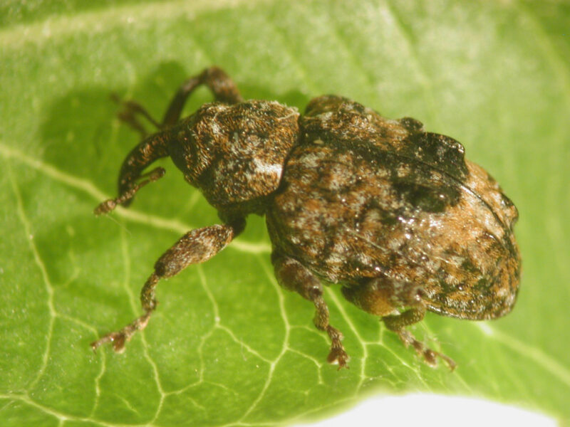 Plum Curculio