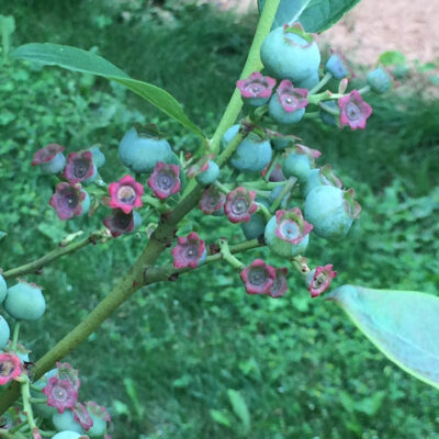 Poor Pollination — Poor Pollination