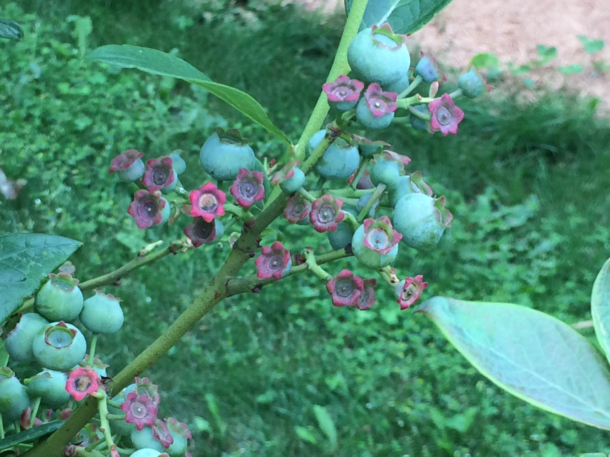 Poor Pollination