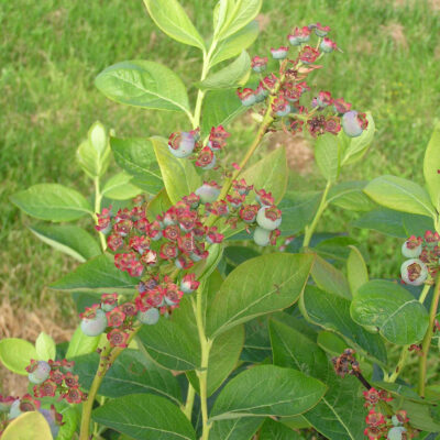 Poor Pollination — Poor Pollination