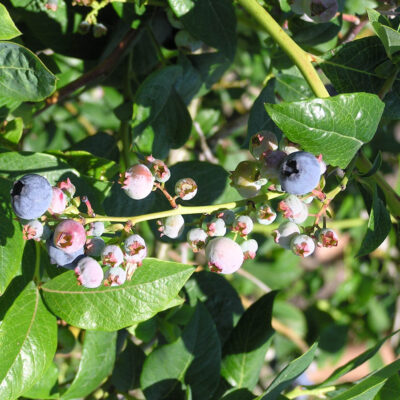 Poor Pollination — Poor Pollination