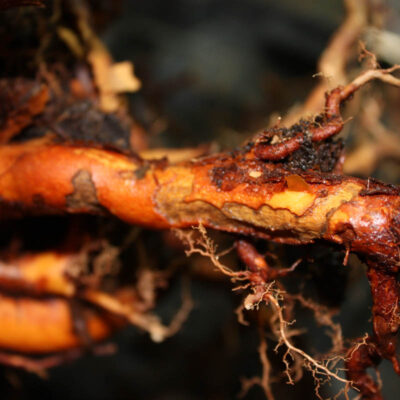 Weevil damage on roots. — Weevils