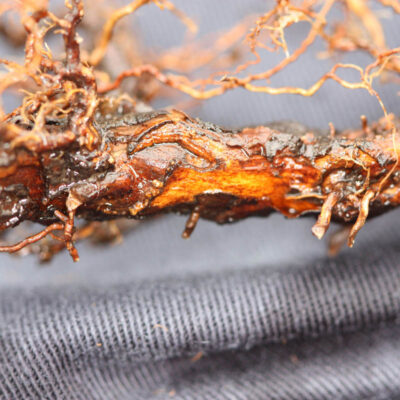 Weevil damage on roots. — Weevils