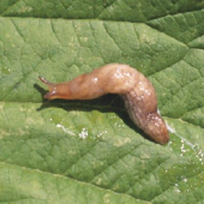 Slug — Slugs & Snails