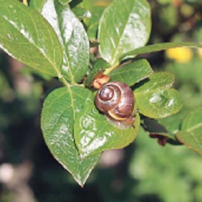 Snail — Slugs & Snails