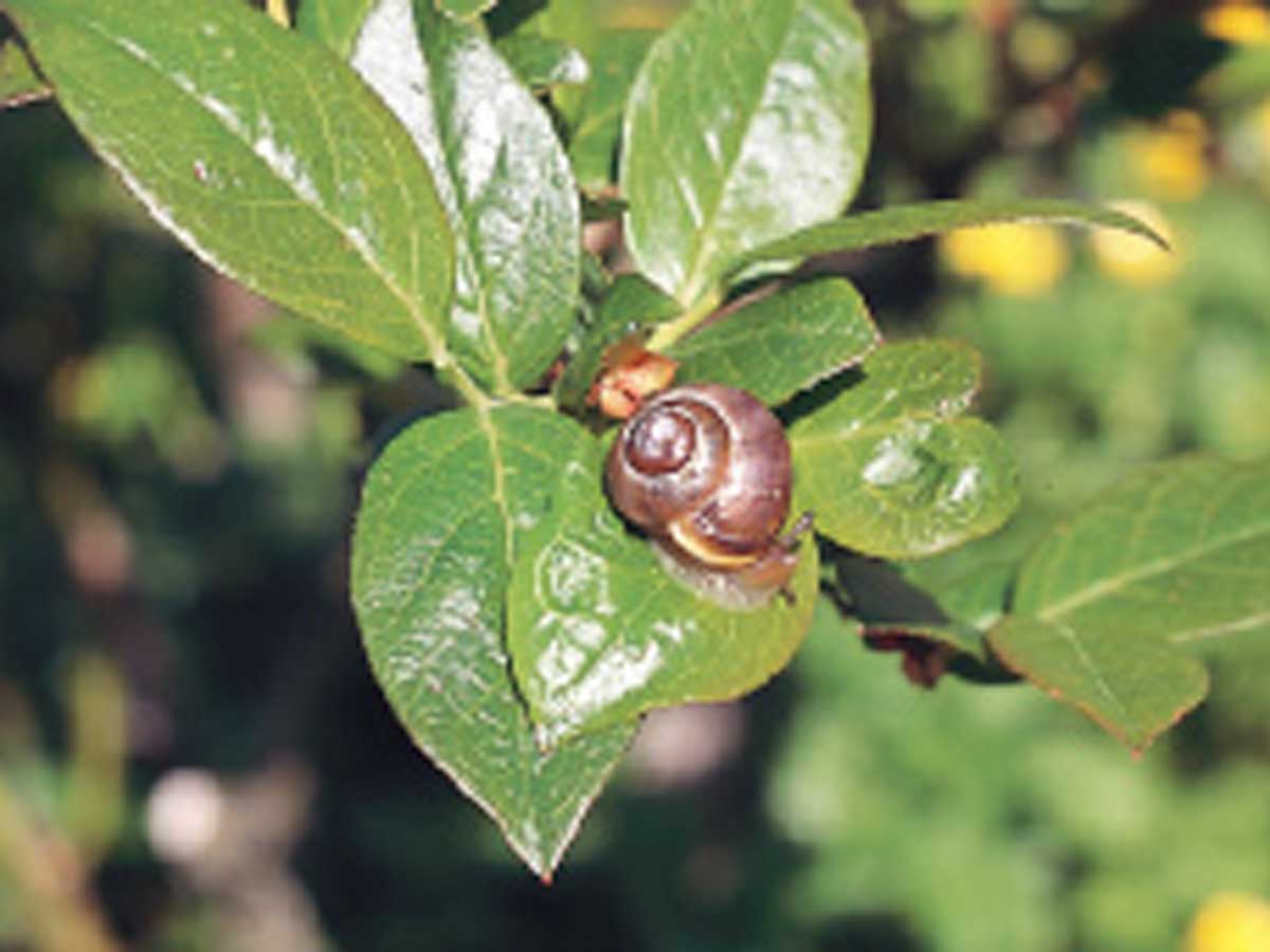 Slugs & Snails