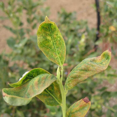 Spider Mites Damage — Mites