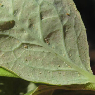 Spider Mites and Eggs On Blueberry Leaf — Mites