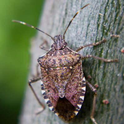 The Brown Marmorated Stink Bug — The Brown Marmorated Stink Bug