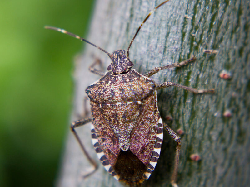 The Brown Marmorated Stink Bug