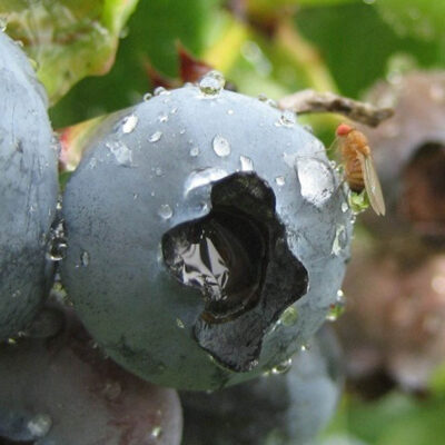 SWD On Blueberry — Spotted Wing Drosophila (SWD)