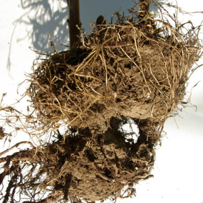 Vole Tunnel In Roots — Vertebrate Pests