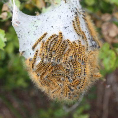 Forest and Western Tent Caterpillars — Caterpillars – Tent Forming