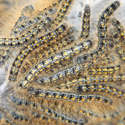 Forest and Western Tent Caterpillars — Caterpillars – Tent Forming