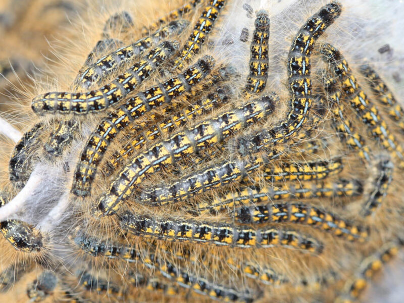 Caterpillars – Tent Forming