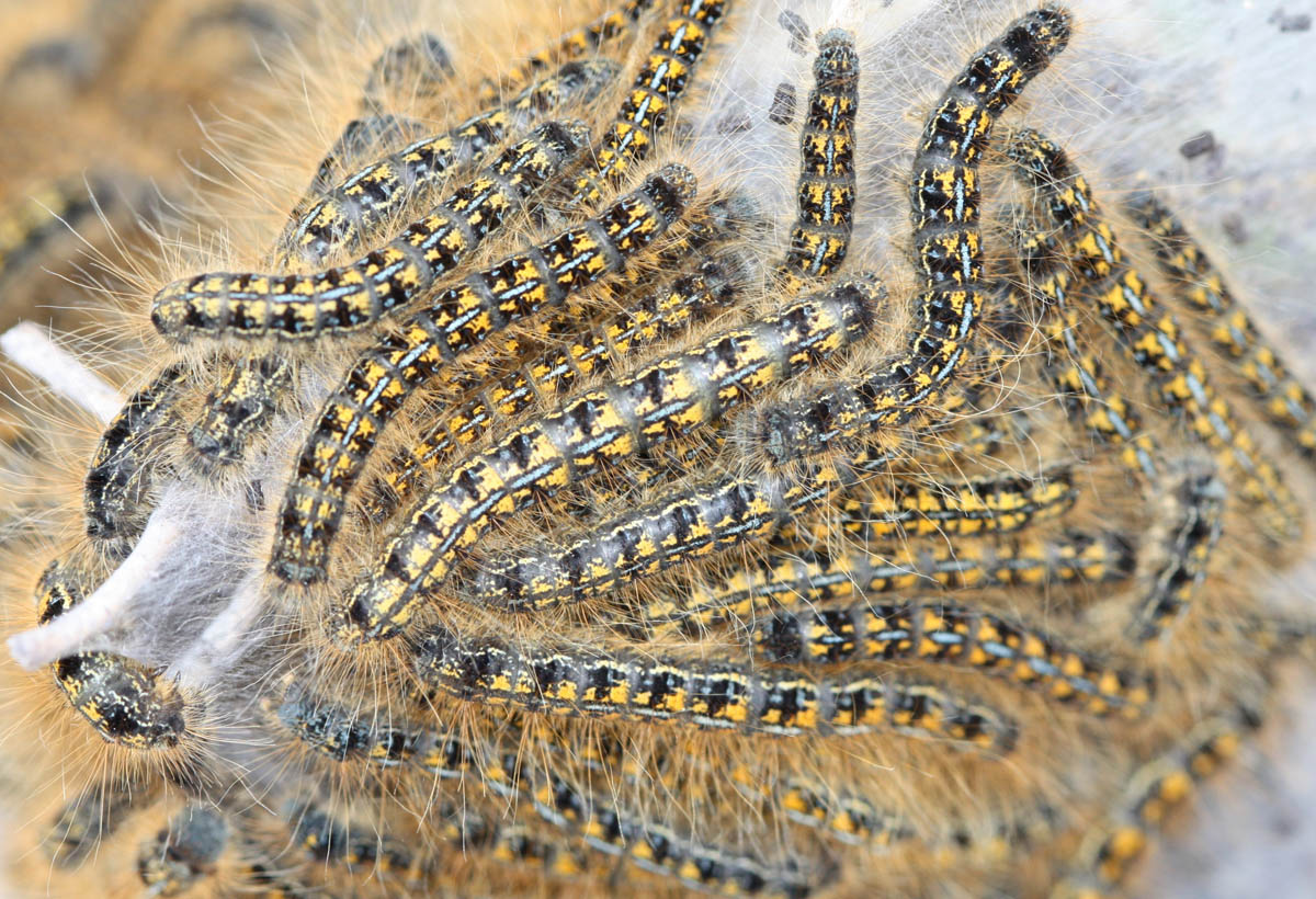 Caterpillars – Tent Forming