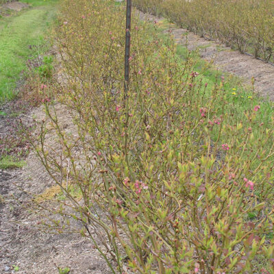 Winter Damage — Winter Damage
