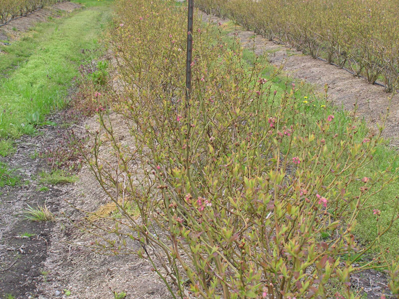 Winter Damage
