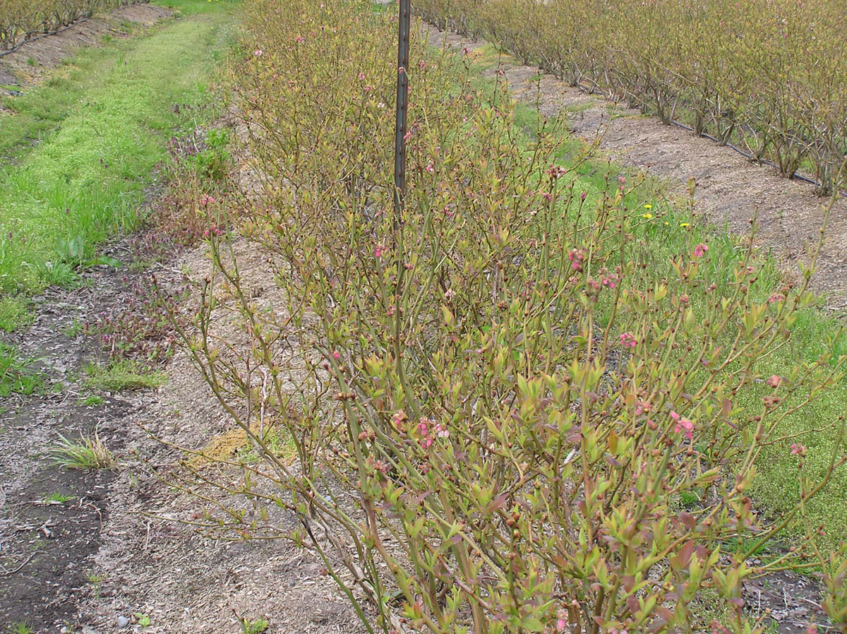 Winter Damage