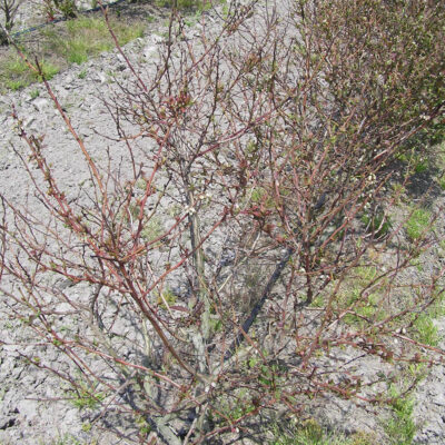 Winter Damage — Winter Damage